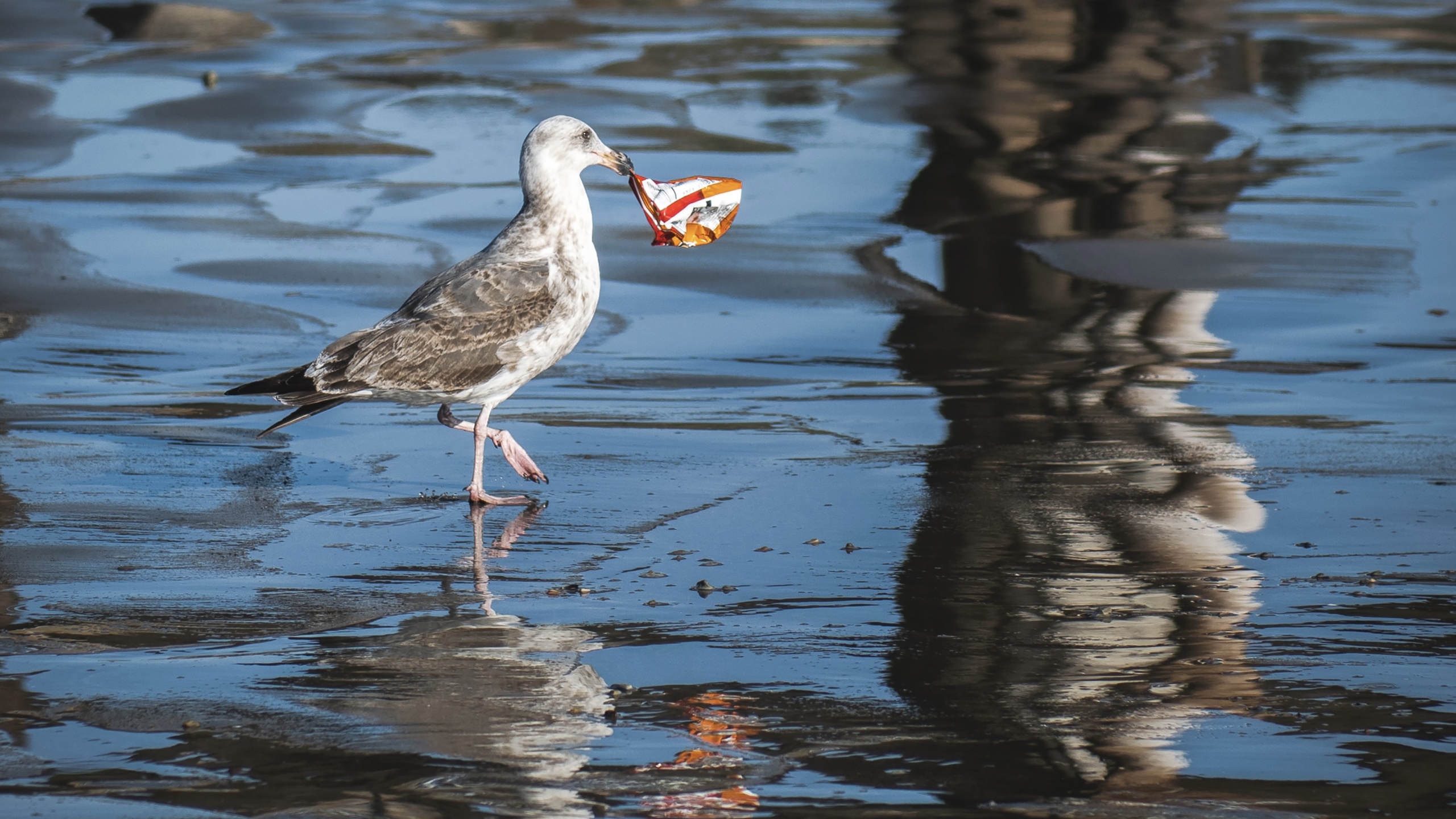 Stockholm+50: The health of Nature shapes our fate
